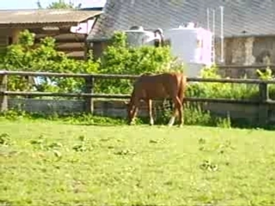 lidole au près