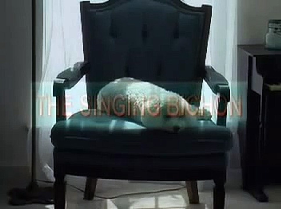 Tucker - The Singing Bichon Frise