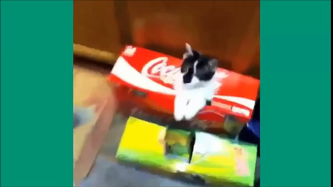 Unbelievable vines lolcats 3 funny cats vine possessed cat icebucketchallenge