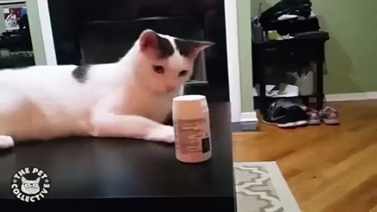 Kırıp Dökmeye Meraklı Çılgın Kedi