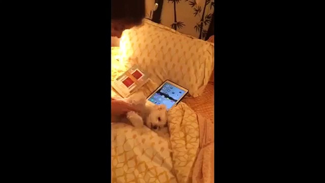 Patilerini Çarparak Mutlu Olduğunu Gösteren Sevimli Köpek