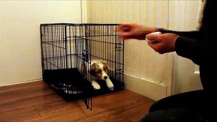 bench clickertraining