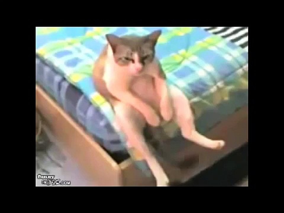 Les Chats drôles