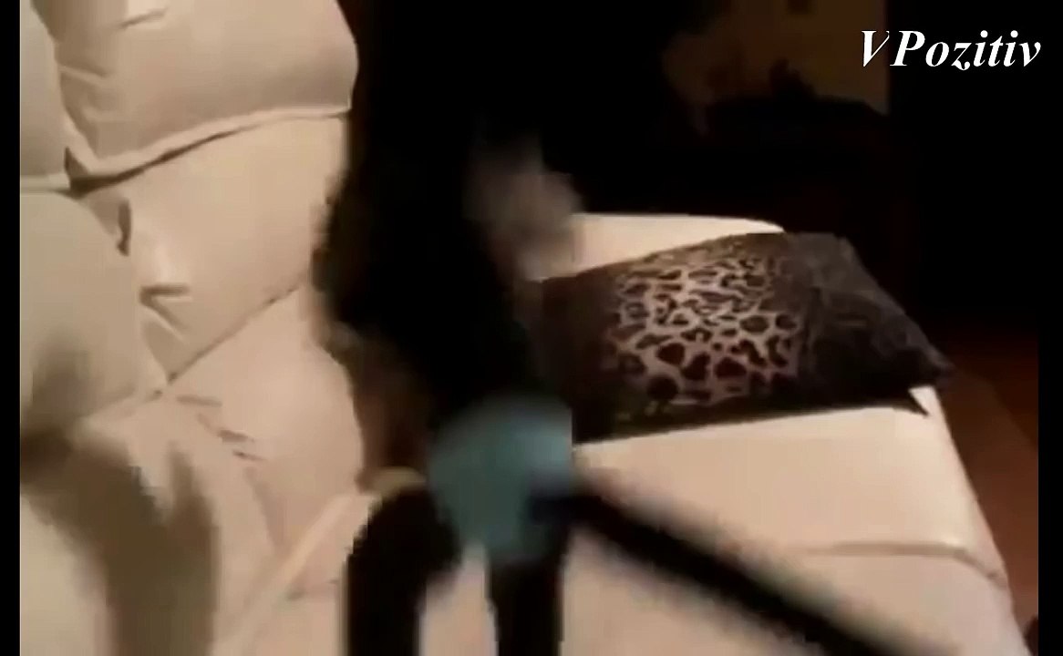 animal prikol