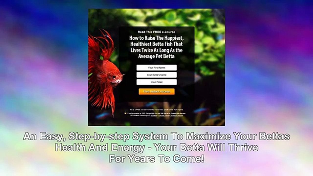 Betta Care Made Easy