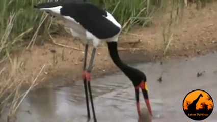 Saddle-Billed Stork Struggles to Swallow Fish, Perseverance is key! - Latest Wildlife Sightings