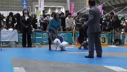 FCI TOKYO INTERNATIONAL DOG SHOW 2013 BICHON FRISE FEMALE CH.