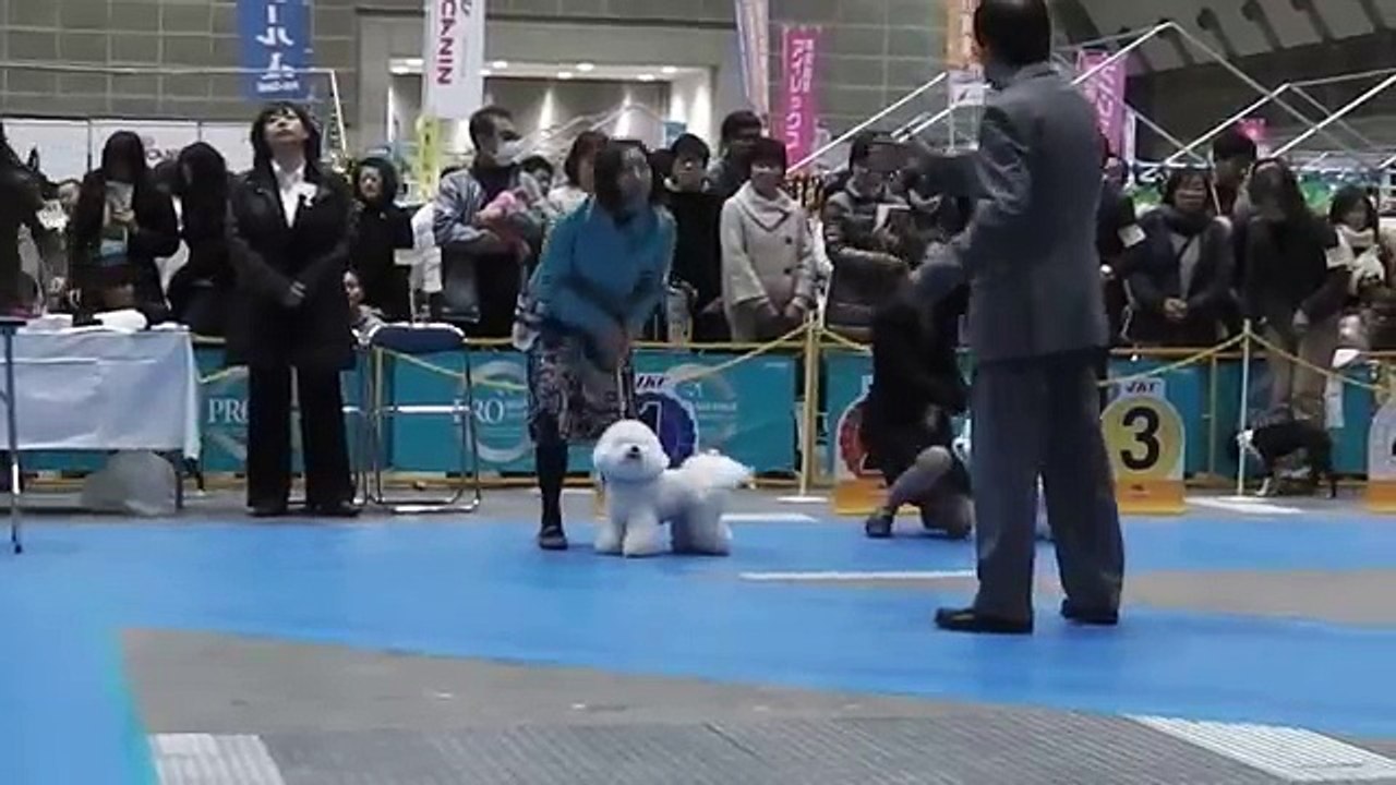 FCI TOKYO INTERNATIONAL DOG SHOW 2013 BICHON FRISE FEMALE CH.