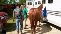 The Incredible Dr. Pol