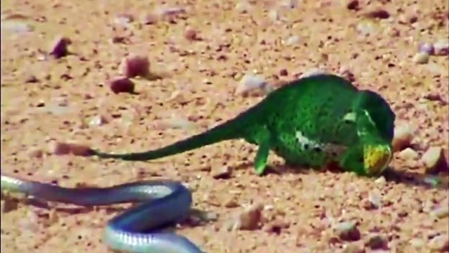 ЗМЕЯ НАПАДАЕТ НА ХАМЕЛЕОНА,ЗМЕЯ VS ХАМЕЛЕОН