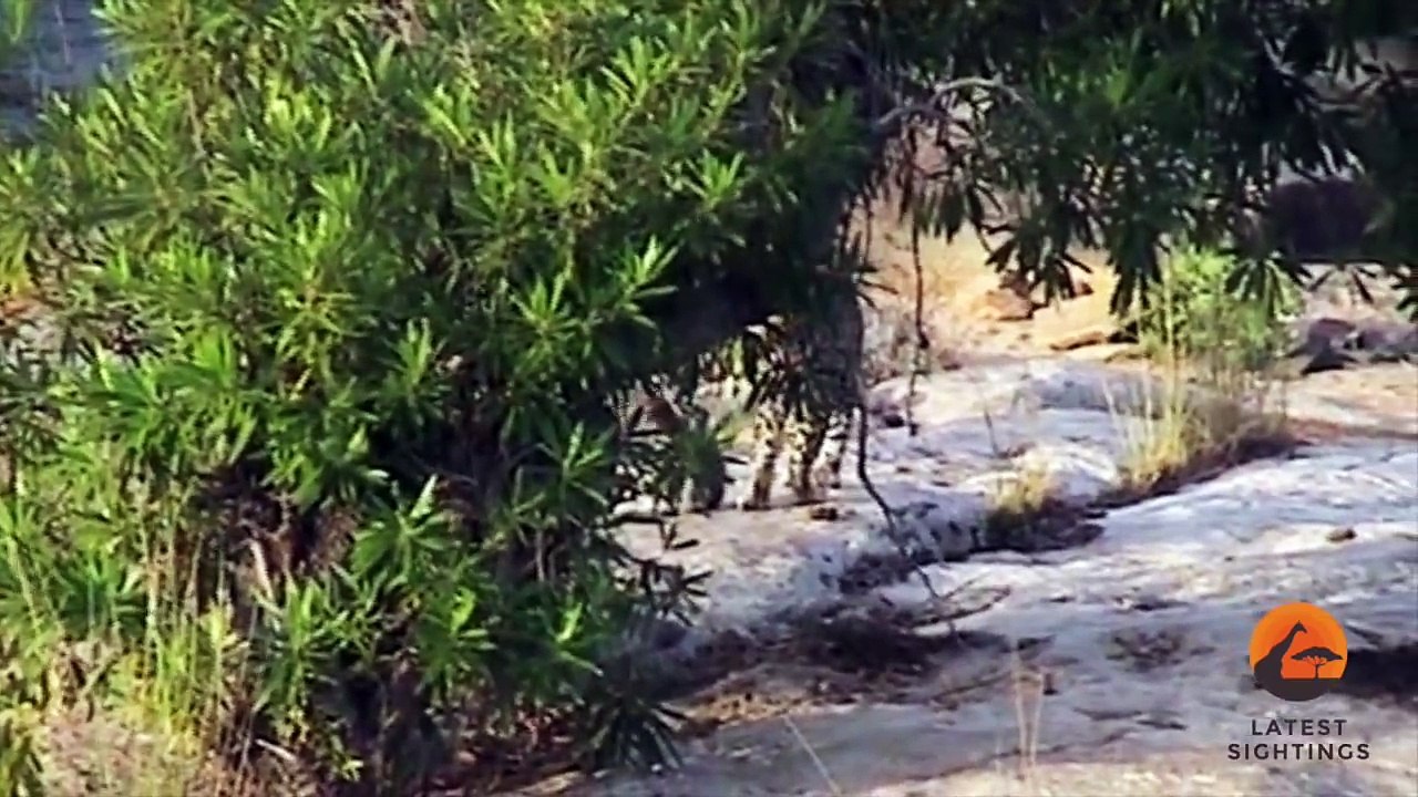Adorable! Leopard & Cub Crossing The Sabie River