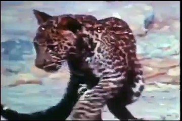 КОБРА ПРОТИВ  ЛЕОПАРДА