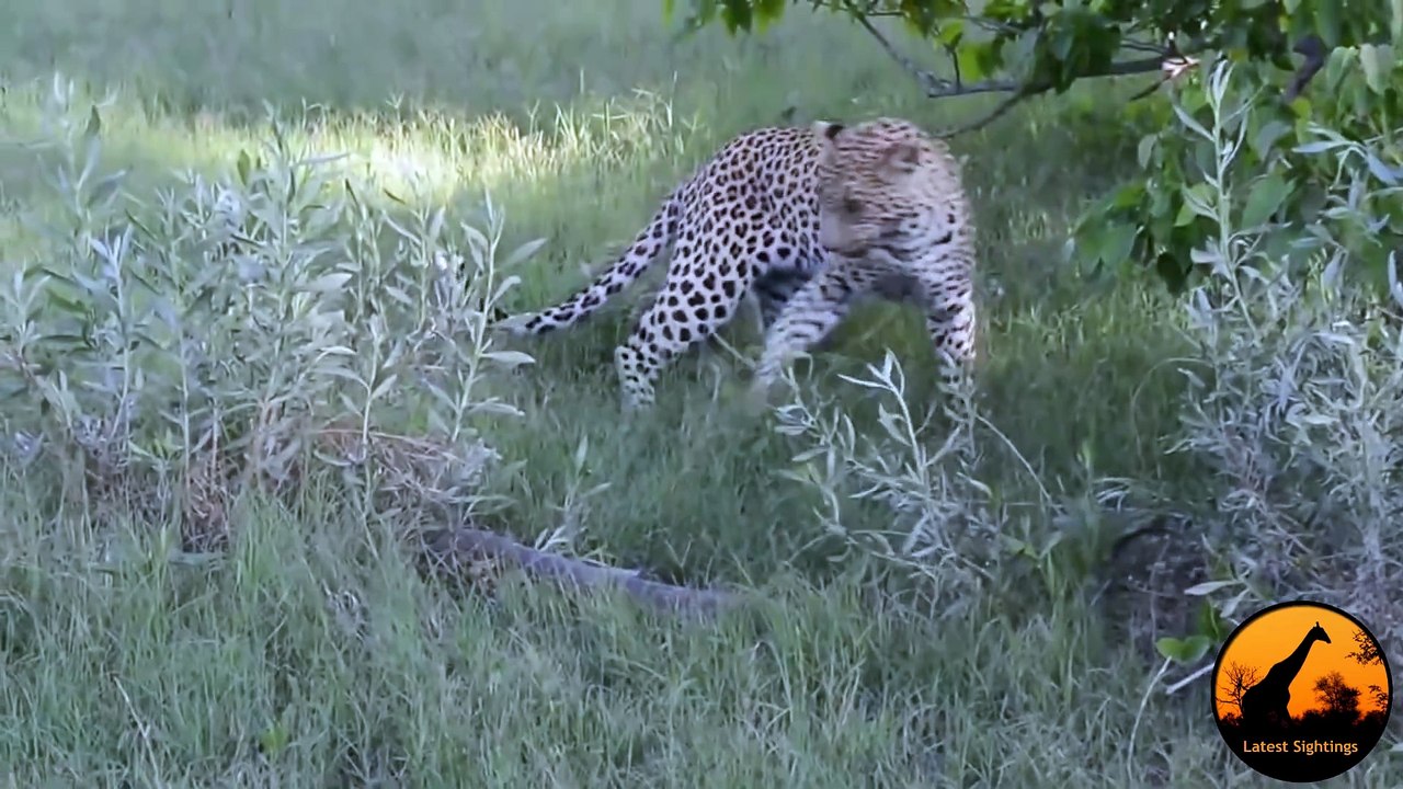 Monitor Lizard Tries To Give a Leopard a Slap - Latest Wildlife Sightings
