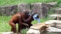 Sıcaktan Bunalan Orangutan Bakın Nasıl Serinlemeye Çalıştı!