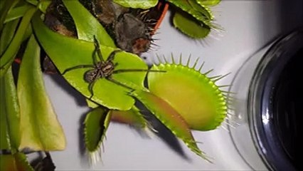 Sinek Kapanı Tarafından Yenen Devasa Örümcek Yok Böyle Bir Ş