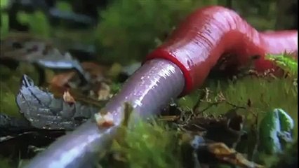 Solucan Yiyen Dev Kırmızı Sülük Yok Böyle Bir Şey