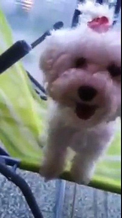 Bichon frise