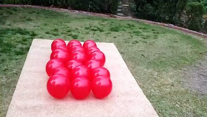 Hırsla 2 sn de bütün balonları patlatan köpek.