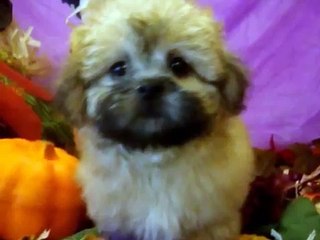 MALE TEDDY BEAR (BICHON FRISE X SHIHTZU)