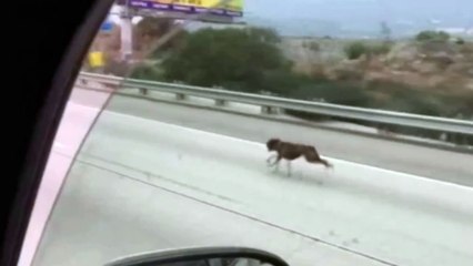 HERO DRIVERS RESCUE DOGS SPRINTING DOWN FREEWAY
