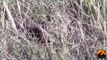 Puff Adders Mating - 22 April 2013 - Latest Sightings