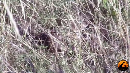 Puff Adders Mating - 22 April 2013 - Latest Sightings