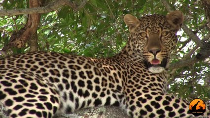 Just A Beautiful Leopard Sighting - 10 December 2012 - Latest Sightings