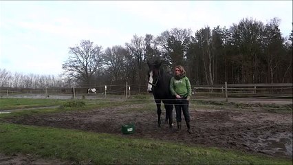 Clickertraining Deejay part 8 (session 9)