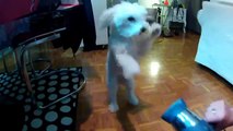 BICHON FRISE LUNA doesn't like hair drayer  -LUNA NE VOLI FEN