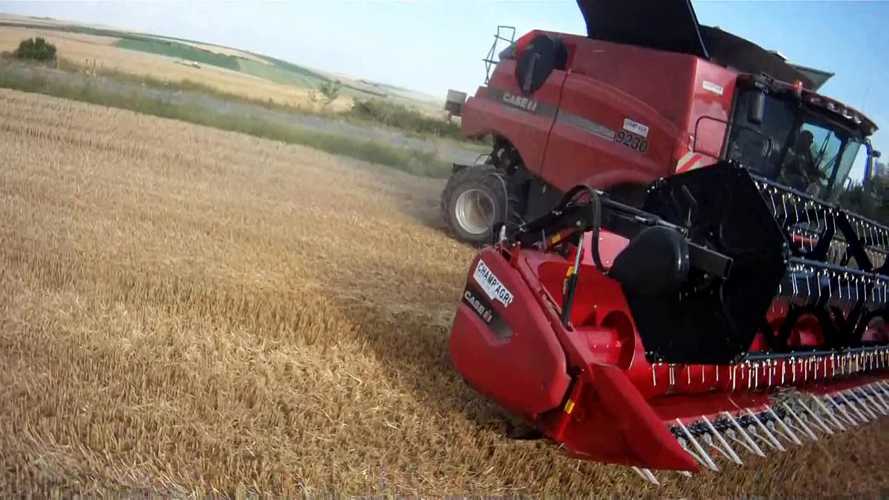 CASE IH 9230 à chenilles à la moisson du blé dans la Marne en 2014