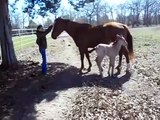 The sneezing baby horse