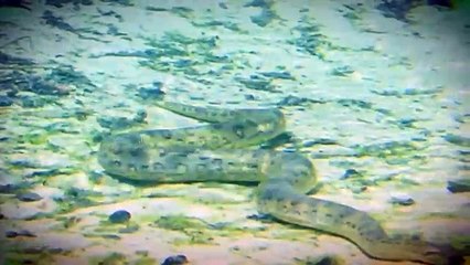 Trăn khổng lồ Anaconda chiến đấu với cá sấu Caiman (FULL HD)