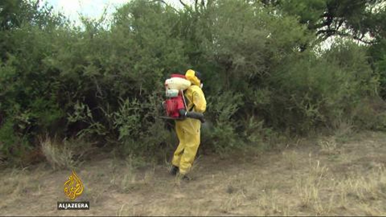 Argentina's farmers try to save crops from locust invasion