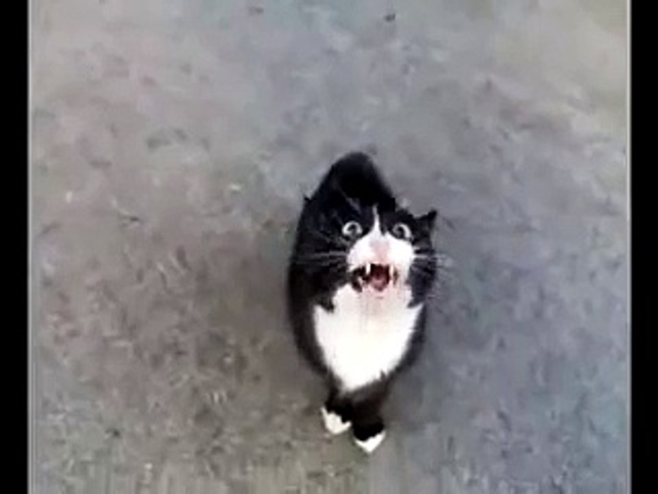 Funny Cat Meowing