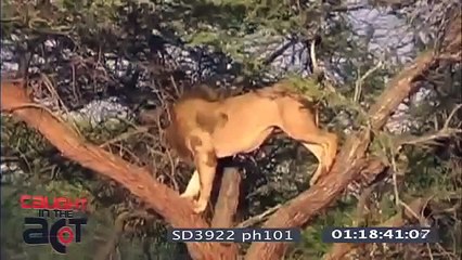 bufalolar aslanı öldürüyor kesinlikle izleyin