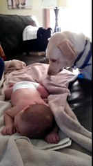 Dog covers sleeping baby up