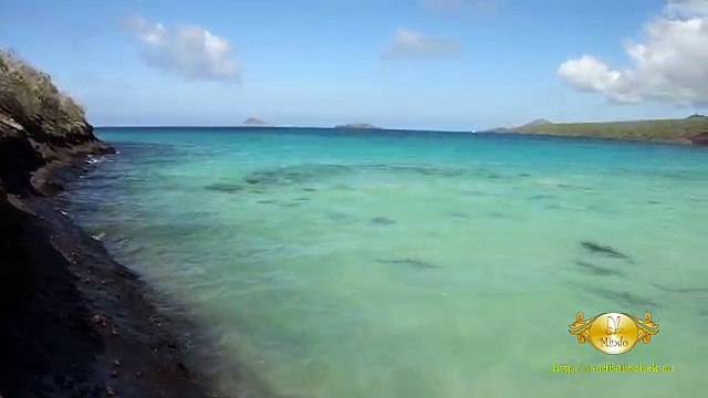 Акулы на пляже. Тихий океан, Галапагосские о-ва