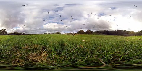 360° Red Kite Bird Feeding Frenzy 4k - BBC Earth Unplugged