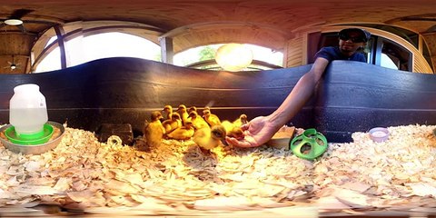 Raising Ducklings [360º] - Abundance North Carolina