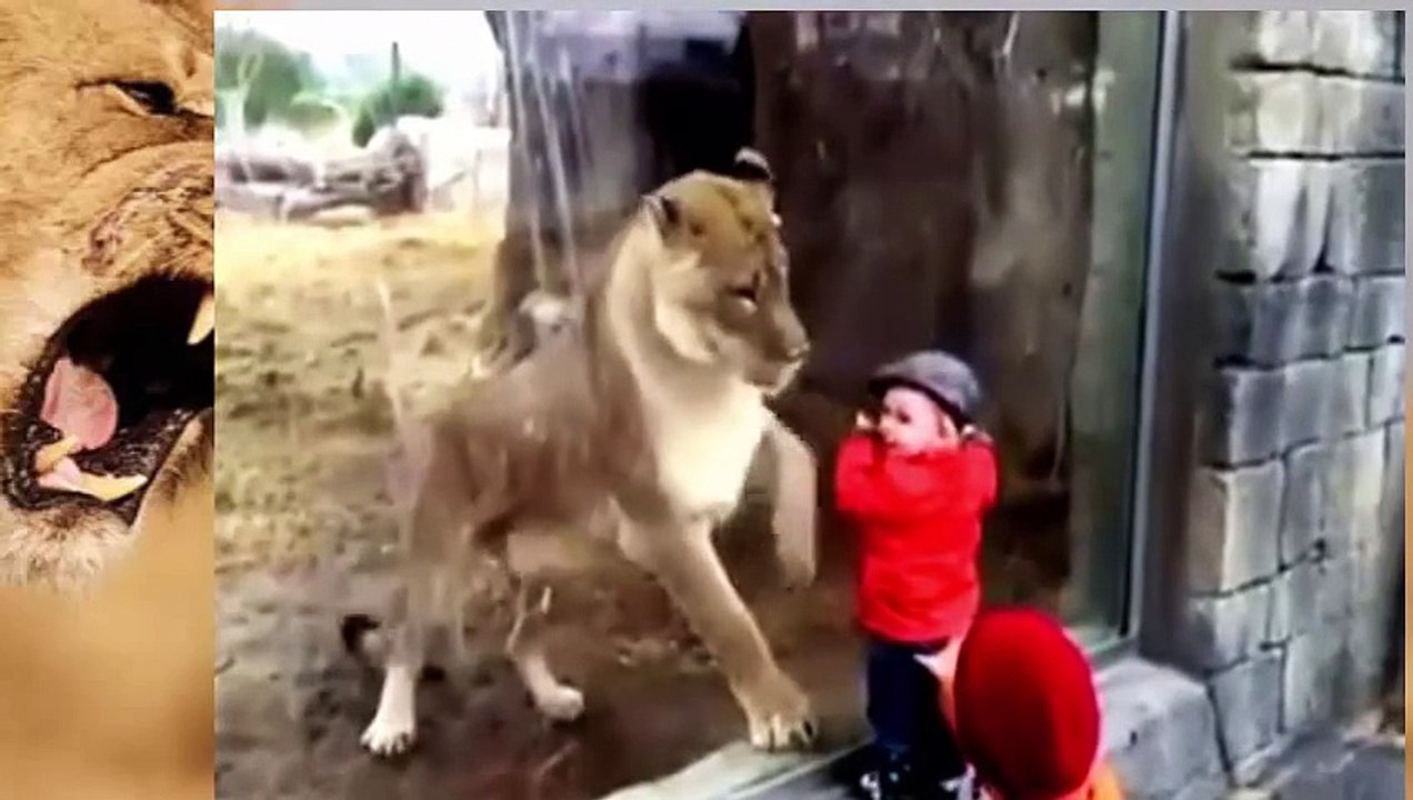 ANIMAL ATTACK - Lion attack human