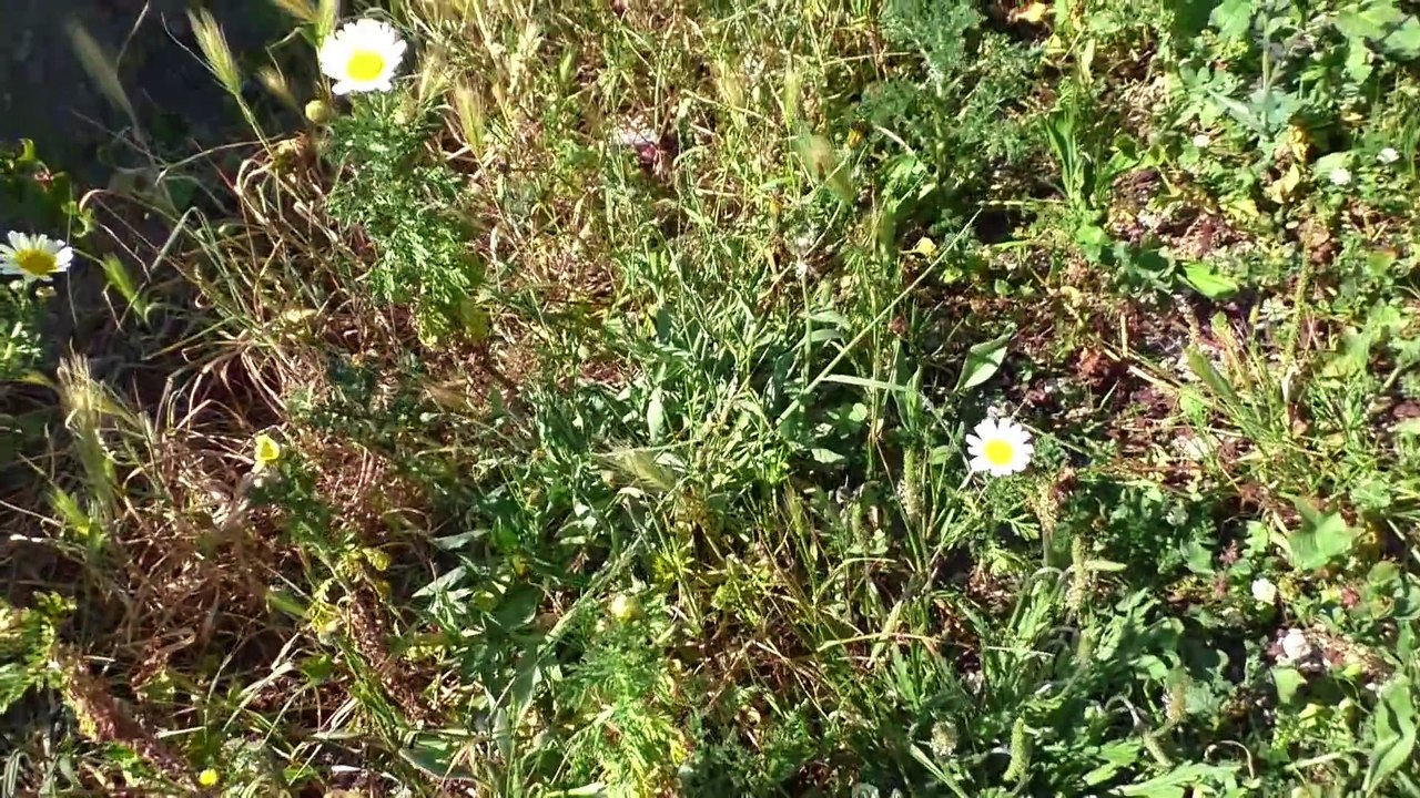 Beach Mussels and Love