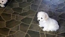 Bichon Frise Puppies For Sale