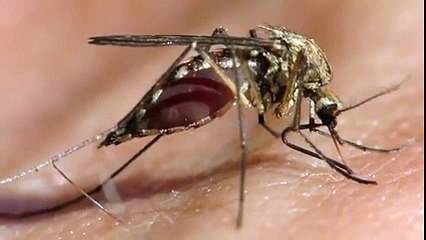 Depoyu Fulleyen Sivrisinek Yok Böyle Bir Şey