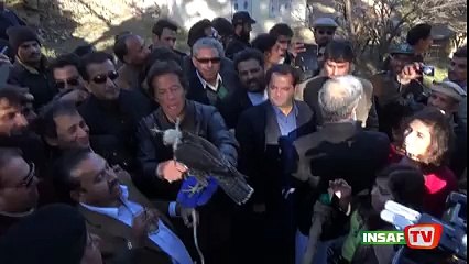 pti history pti lover /imran khan