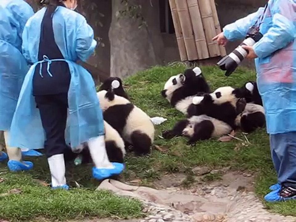 le métier le plus cool du monde : nounou et câlineur de pandas !