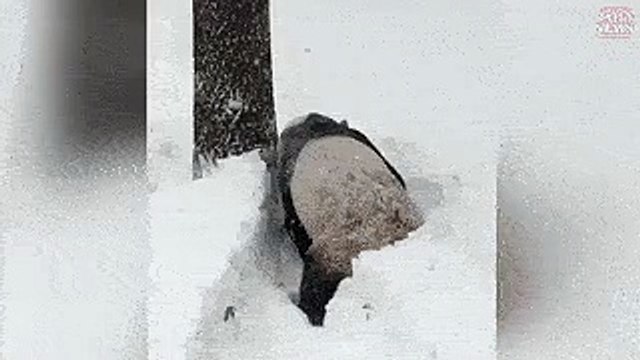 Панда радуется снегу