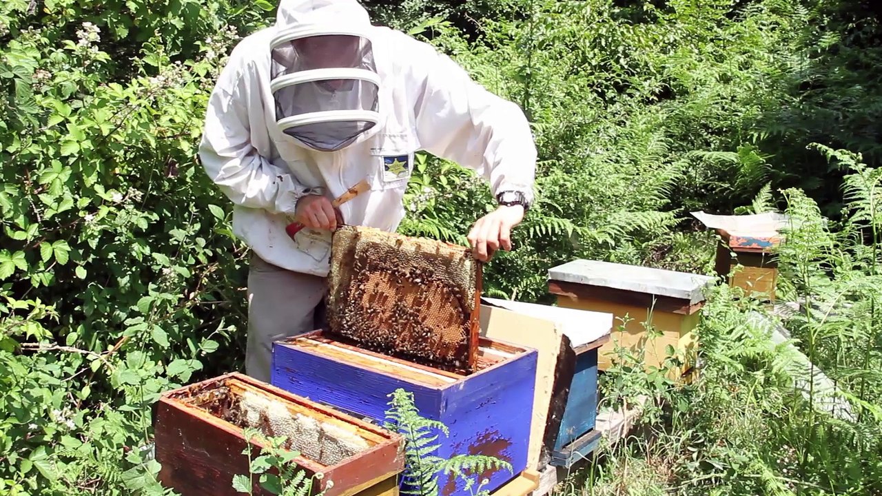 Une journée avec les abeilles_part.2