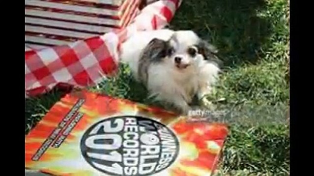 Smallest Dogs In World Dog Names Yorkshire Terrier Teacup Yorkie top smartest best dog breeds (FULL HD)