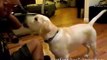 The Online Dog Trainer Doggy Dan - Training Your Labrador Retriever Puppy