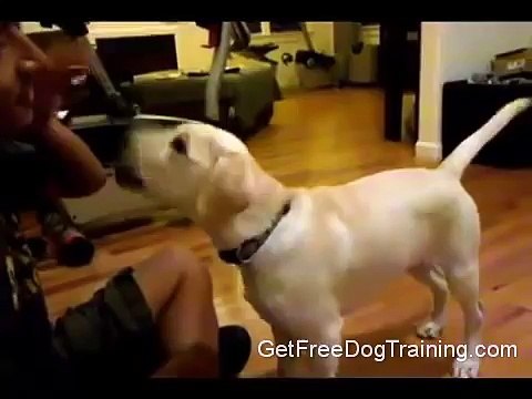 The Online Dog Trainer Doggy Dan - Training Your Labrador Retriever Puppy